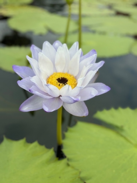 KépekCOM_JOOMGALLERY_UPLOAD_IMAGENAME_SEPARATOR39