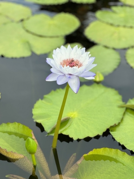 KépekCOM_JOOMGALLERY_UPLOAD_IMAGENAME_SEPARATOR40